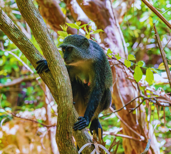 Northern Zanzibar Maximum Adventure: Discover the Best of the North