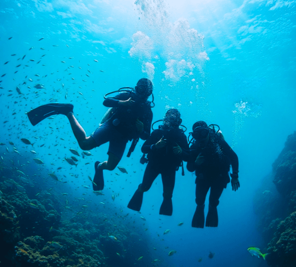 Full Day Professional Diving , Snorkeling Boat Trip