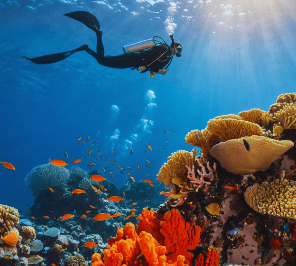 Diving Adventure at Mnemba Reef