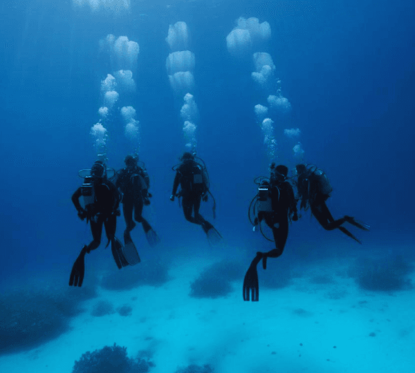 Diving Adventure at Mnemba Reef