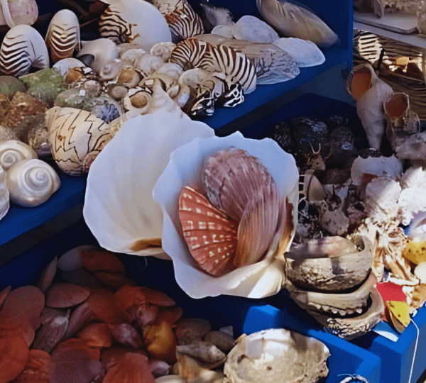 Snorkeling Adventure at Mnemba Reef