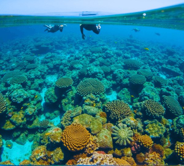 Full Day Professional Diving , Snorkeling Boat Trip