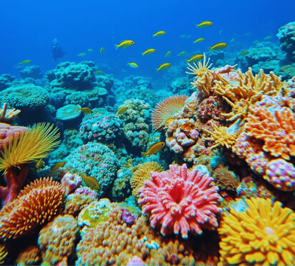 Colored Canyon, Blue Hole and Dahab Day Trip