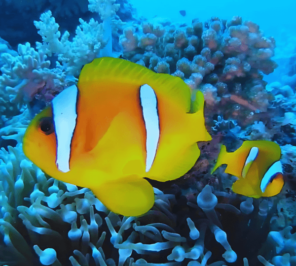 Red Sea Coastal Adventure