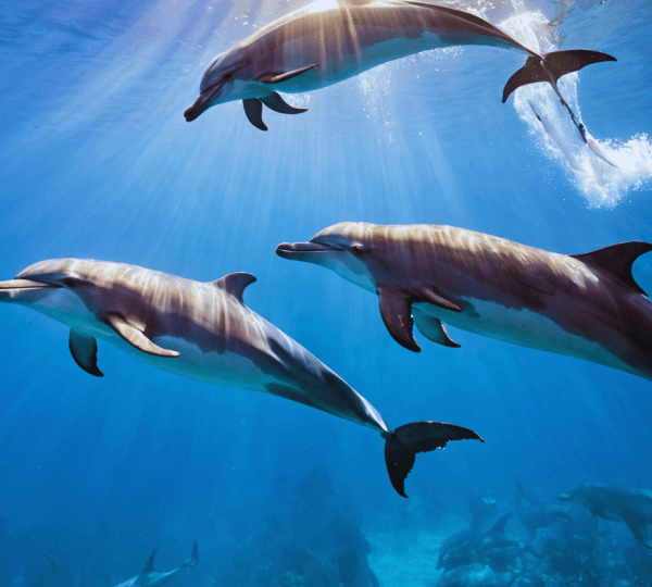 Diving Adventure at Mnemba Reef