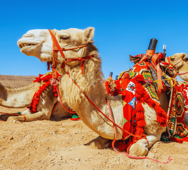 Super Safari ATV, Egypt Camel Ride with BBQ Dinner and Show