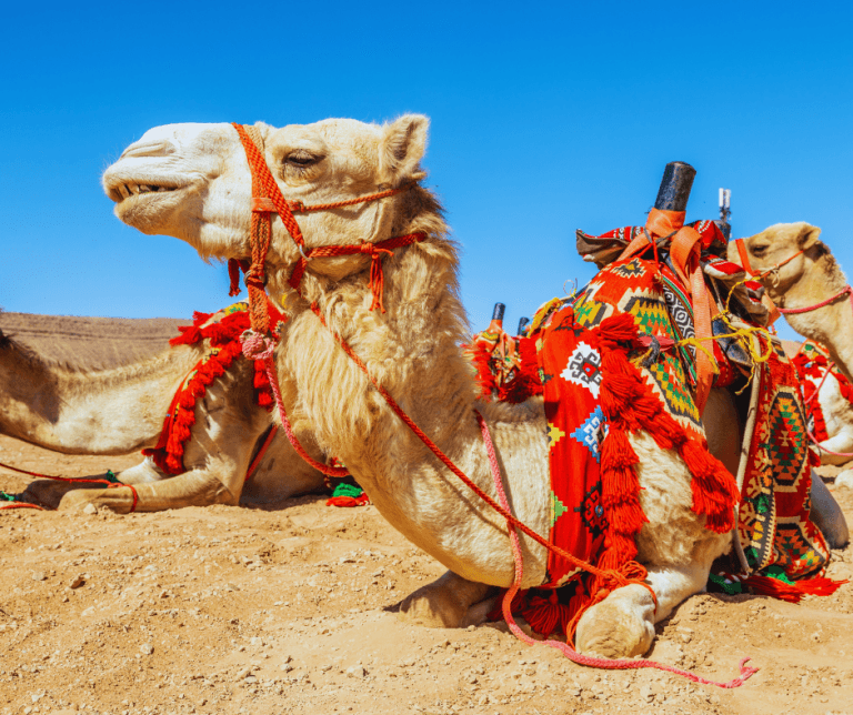 Super Safari ATV, Egypt Camel Ride with BBQ Dinner and Show