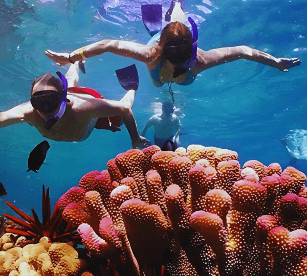 Snorkeling Adventure at Mnemba Reef