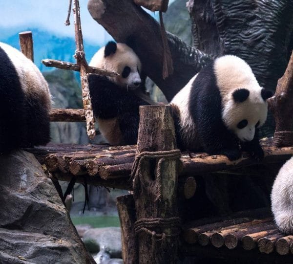 12 Day's for Real China Highlights