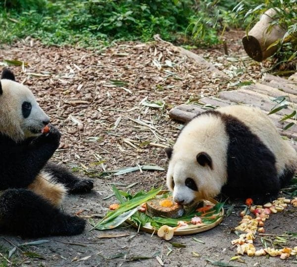 12 Day's for Real China Highlights