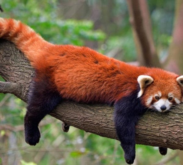 12 Day's for Real China Highlights