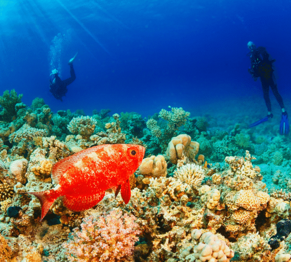 Luxury Diving Escape: Hurghada & Marsa Alam – 8 Days / 7 Nights