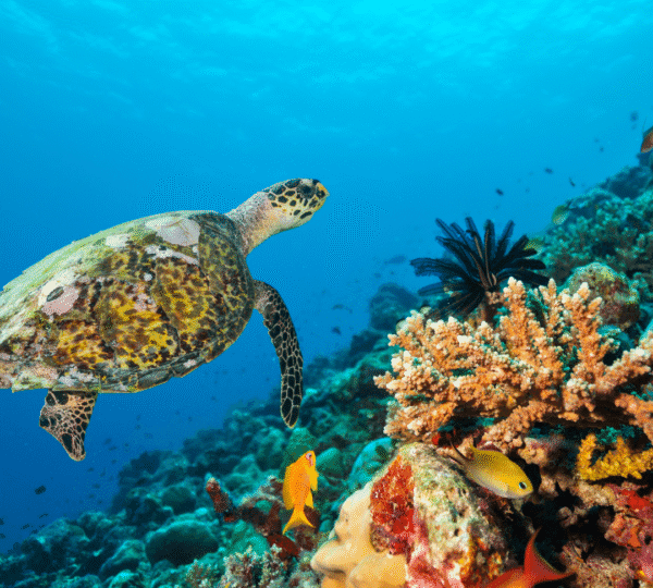 Luxury Diving Escape: Hurghada & Marsa Alam – 8 Days / 7 Nights