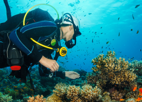 Luxury Diving Escape: Hurghada & Marsa Alam – Red Sea’s Finest