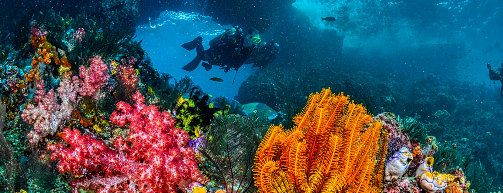 Red Sea Wonders in Hurghada