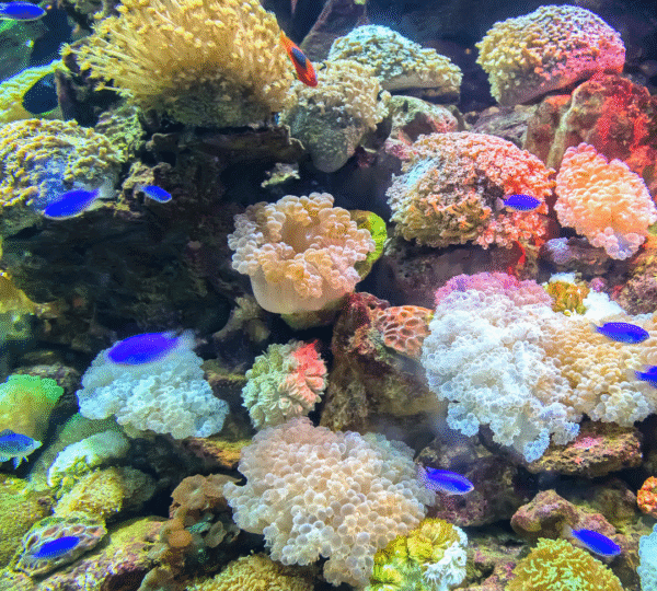 Diving Holiday in Hurghada – 8 Days / 7 Nights