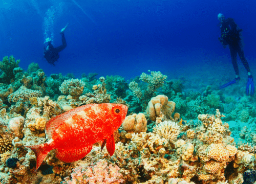 Diving Holiday in Hurghada – 8 Days / 7 Nights