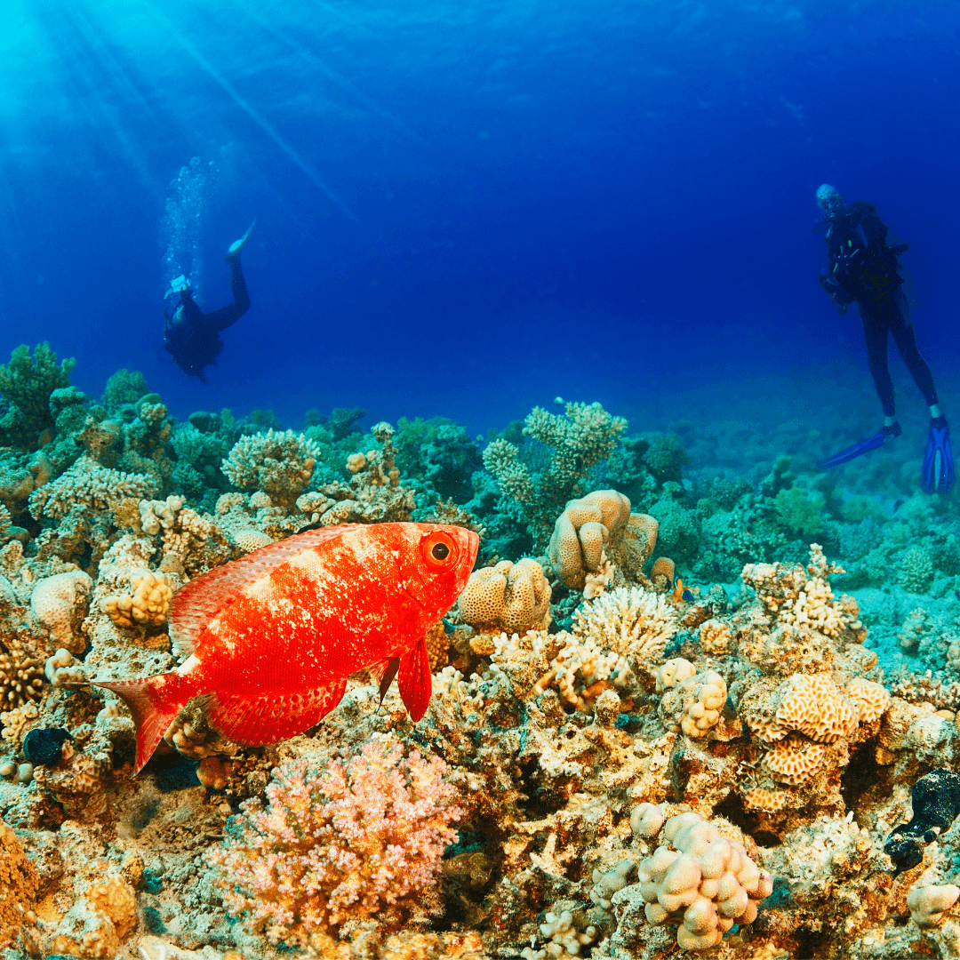 Diving Holiday in Hurghada – 8 Days / 7 Nights