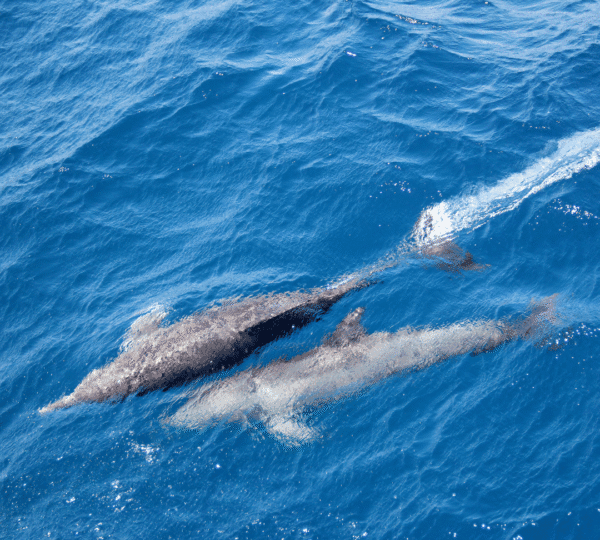 Diving Holiday in Hurghada – 8 Days / 7 Nights