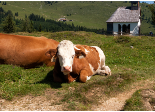 Mountain Walking in the Heart of Salzkammergut – Family-Friendly Hiking Holiday in Austria