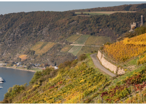 Walking Holiday along the Rhine – Castles & Vineyards