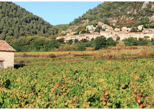 Wine & Walking Around Mont Ventoux – Discover the Heart of Provence