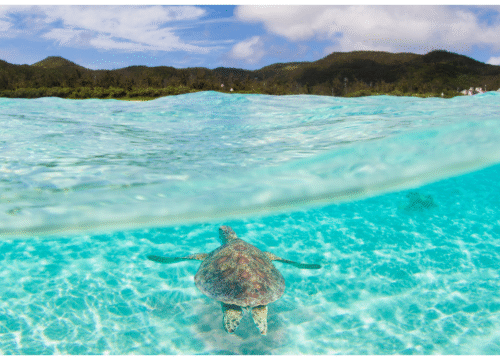 Diving Holiday in Zakynthos – 8 Days / 7 NightsExplore the Ionian Sea’s Underwater Paradise