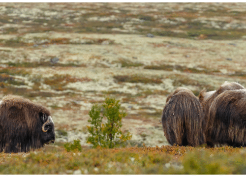 Hiking Among Musk Oxen & Nordic Legends