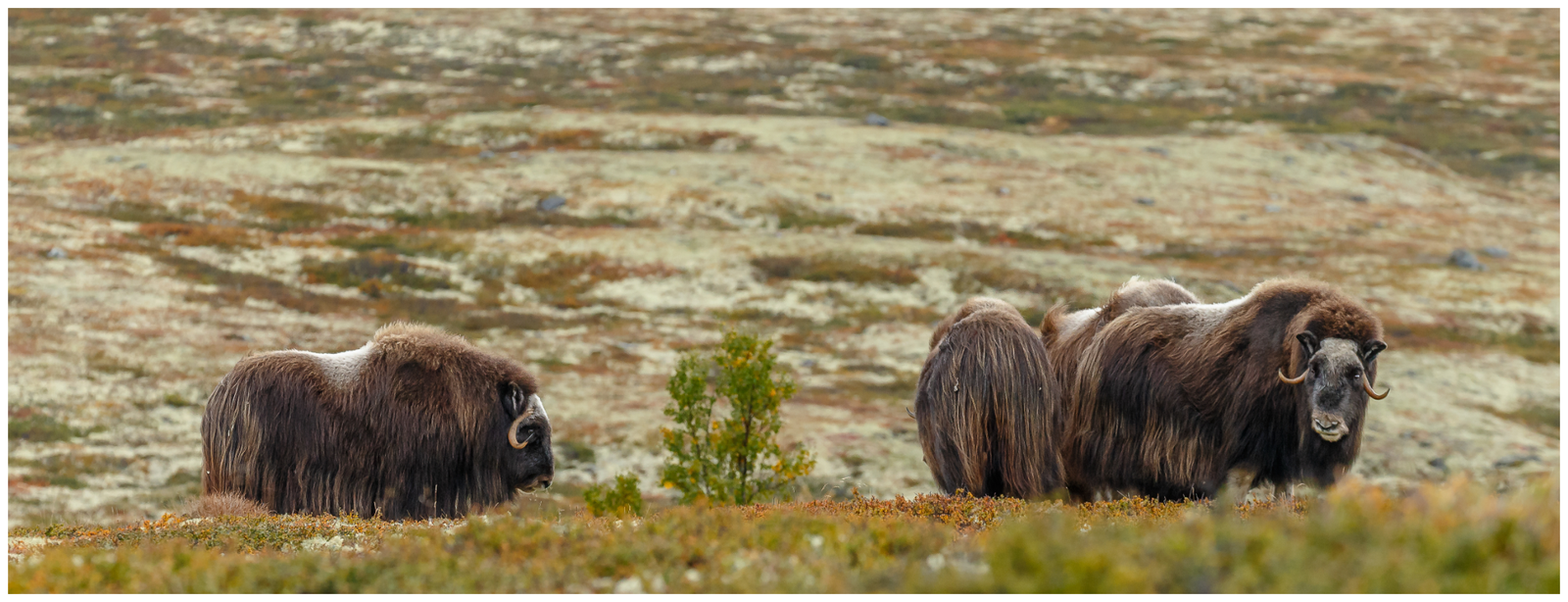 Hiking Among Musk Oxen & Nordic Legends
