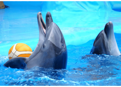 Dolphin Encounter & Aquaventure Waterpark – Atlantis, The Palm Dubai