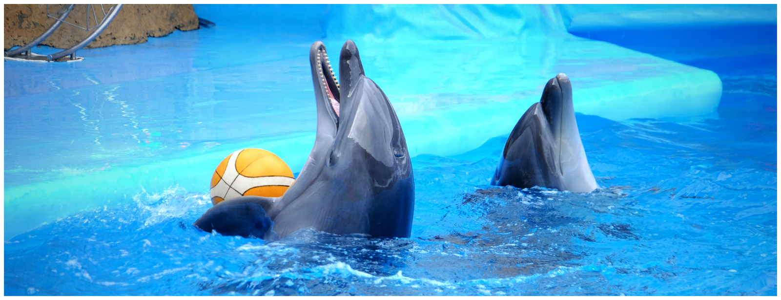 Dolphin Encounter & Aquaventure Waterpark – Atlantis, The Palm Dubai