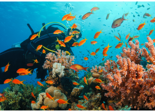 Diving Adventure at Mnemba Reef – Explore Zanzibar’s Underwater Wonderland