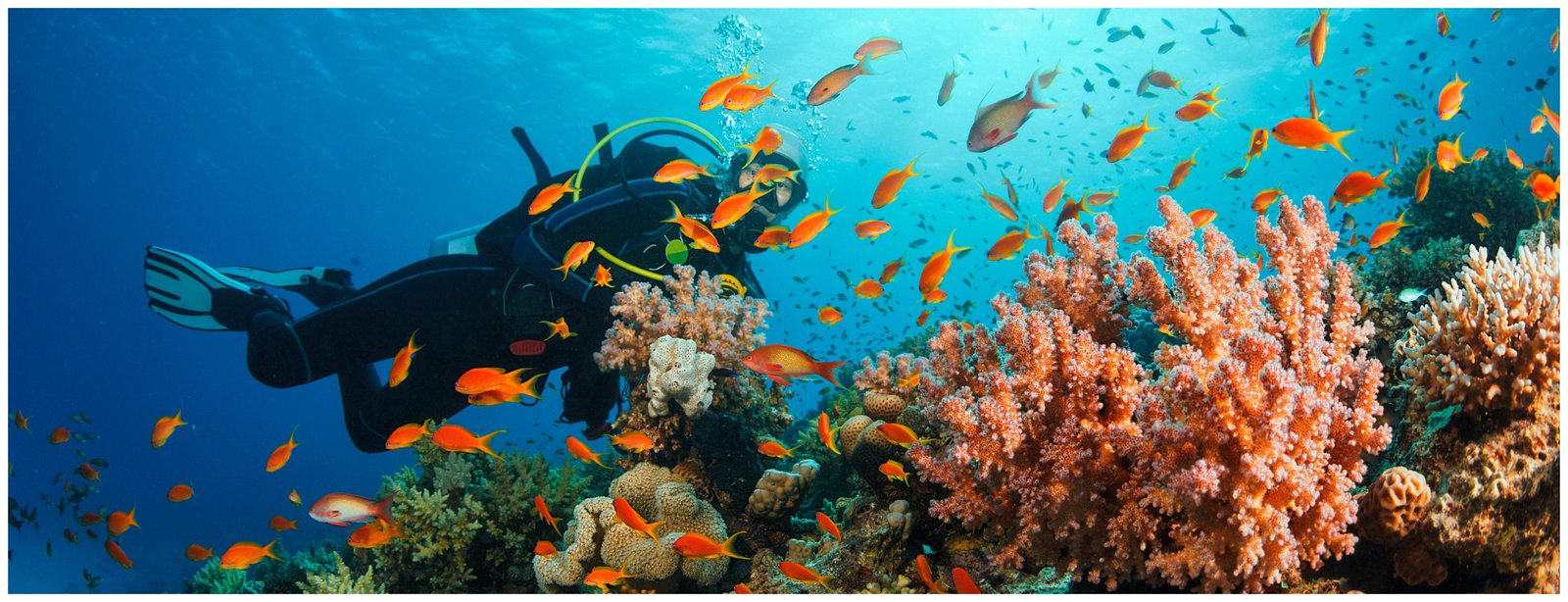 Diving Adventure at Mnemba Reef – Explore Zanzibar’s Underwater Wonderland