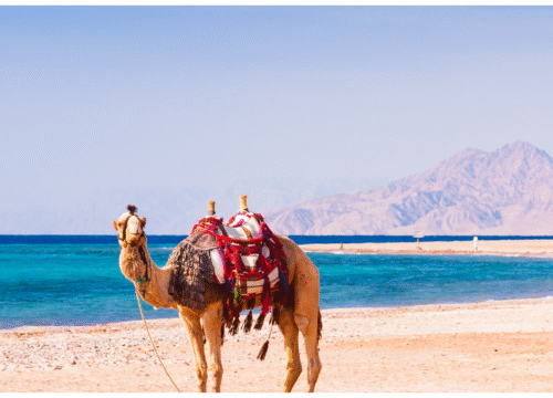 Orange Bay Island Snorkeling Trip with Parasailing