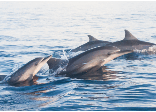 Dolphins & Islands: Musandam Dhow Adventure – Full-Day Fjord Escape