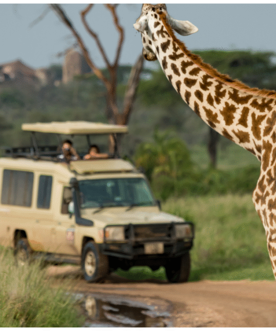 Nofa Wildlife Park Adventure – A Full-Day Safari Escape from Riyadh